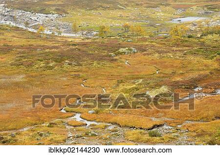 Stock Image - Fjell landscape in autumn, Hardangervidda, Norway, Europe. Fotosearch