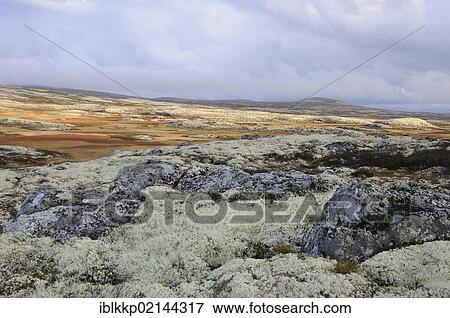 Fjell landscape in autumn, Ringebufjellet, Norway, Europe View Large Photo Image Stock Photo - Fjell landscape in autumn, Ringebufjellet, Norway, Europe. Fotosearch