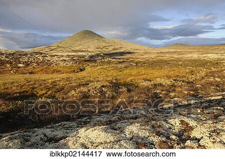 Fjell landscape in autumn with view of the Mt Muen, Ringebufjellet, Norway, Europe View Large Photo Image Stock Photo - Fjell landscape in autumn with view of the Mt Muen, Ringebufjellet, Norway, Europe. Fotosearch