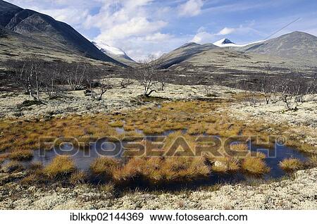 Fjell landscape in front of snow covered mountains in Rondane National Park, Norway, Europe View Large Photo Image Stock Photo - Fjell landscape in front of snow covered mountains in Rondane National Park, Norway, Europe. Fotosearch