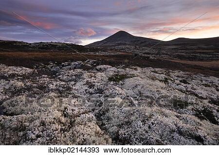 Stock Image - Fjell landscape on an autumn morning, Ringebufjellet, Norway, Europe. Fotosearch