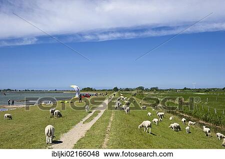 Flood levee, Lemkenhafen, Fehmarn Island, Baltic Sea, Schleswig-Holstein, Germany, Europe View Large Photo Image Stock Photo - Flood levee, Lemkenhafen, Fehmarn Island, Baltic Sea, Schleswig-Holstein, Germany, Europe. Fotosearch