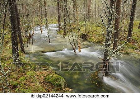 Floodwater in the forest near Straumbu, Rondane National Park, Norway, Scandinavia, Europe View Large Photo Image Picture - Floodwater in the forest near Straumbu, Rondane National Park, Norway, Scandinavia, Europe. Fotosearch