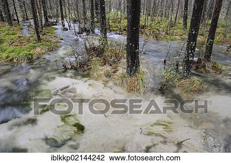 Stock Image - Floodwater in the forest near Straumbu, Rondane National Park, Norway, Scandinavia, Europe. Fotosearch