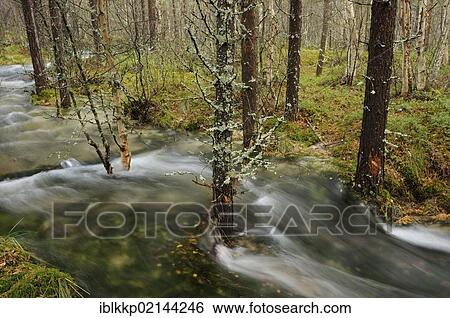 Floodwater in the forest near Straumbu, Rondane National Park, Norway, Scandinavia, Europe View Large Photo Image Stock Photograph - Floodwater in the forest near Straumbu, Rondane National Park, Norway, Scandinavia, Europe. Fotosearch