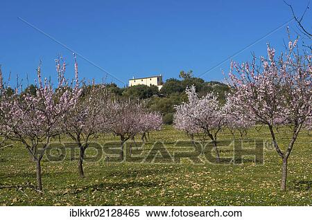 Stock Photography - Flowering almond tree plantation in Alaro, Tramuntana on Majorca, Balearic Islands, Spain, Europe. Fotosearch