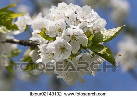 Stock Image - Flowering cherry (Prunus avium), fruit blossoms, Wurzen, Saxony, Germany, Europe. Fotosearch