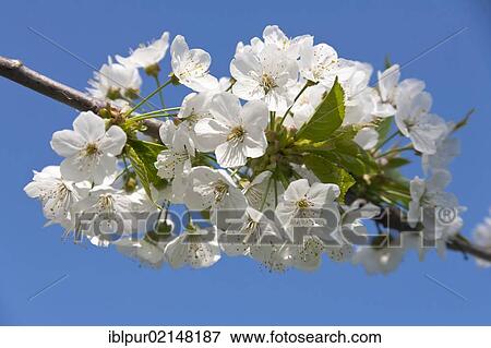 Stock Photo - Flowering cherry (Prunus avium), fruit blossoms, Wurzen, Saxony, Germany, Europe. Fotosearch