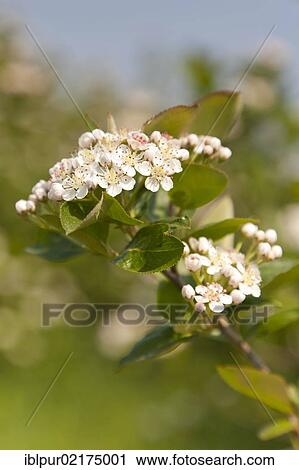 Stock Image - Flowers of the Chokeberry or Aronia (Aronia) on a bush, plantation, Coswig, Saxony, Germany, Europe. Fotosearch