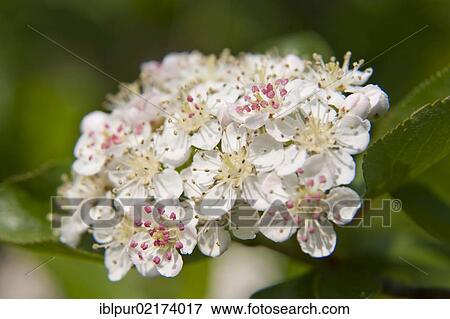 Stock Photo - Flowers of the Chokeberry or Aronia (Aronia) on a bush, plantation, Coswig, Saxony, Germany, Europe. Fotosearch