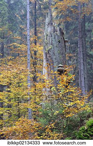 Stock Image - Forest in autumn in the Elbe Sandstone Mountains, Saxon Switzerland, Saxony, Germany, Europe. Fotosearch