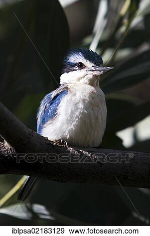 Stock Photo - Forest kingfisher (Todiramphus macleayii), Northern Territory, Australia, Oceania. Fotosearch