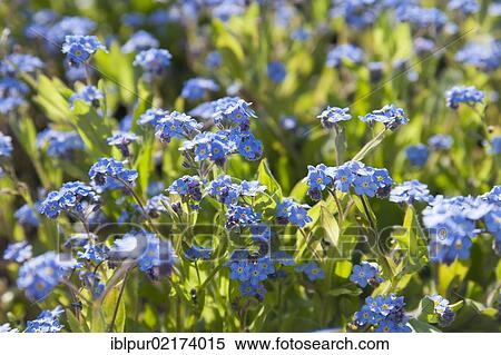 Stock Photography - Forget-me-nots (Myosotis) in bloom, spring. Fotosearch
