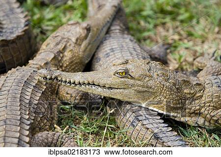 Stock Image - Freshwater crocodiles (Crocodylus johnsoni), Crocodylus Park, Darwin, Northern Territory, Australia, Oceania. Fotosearch