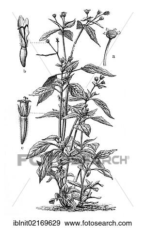 Gallant Soldier (Galinsogaea parviflora), historical illustration, Meyers Konversationslexikon encyclopedia, 1897 View Large Photo Image Stock Photo - Gallant Soldier (Galinsogaea parviflora), historical illustration, Meyers Konversationslexikon encyclopedia, 1897. Fotosearch