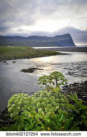 Garden angelica, holy ghost (Angelica archangelica), Horná stream in Hloeðuvík, Hloeduvik, Hornstrandir, Westfjords, Iceland, Europe View Large Photo Image Picture - Garden angelica, holy ghost (Angelica archangelica), Horná stream in Hloeðuvík, Hloeduvik, Hornstrandir, Westfjords, Iceland, Europe. Fotosearch