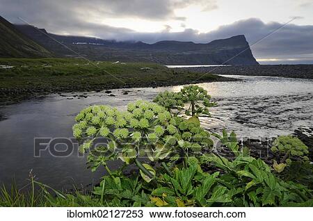Stock Image - Garden angelica, holy ghost (Angelica archangelica), Horná stream in Hloeðuvík, Hloeduvik, Hornstrandir, Westfjords, Iceland, Europe. Fotosearch