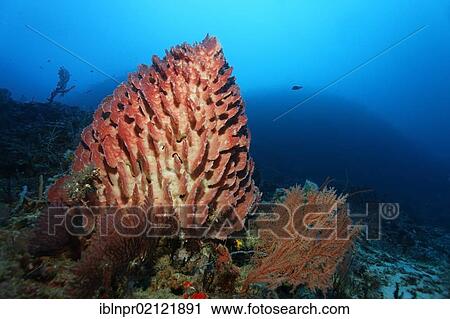 Stock Image - Giant Barrel Sponge (Xestospongia testudinaria) on coral reef, Great Barrier Reef, UNESCO World Heritage Site, Cairns, Queensland, Australia, Pacific, Oceania. Fotosearch