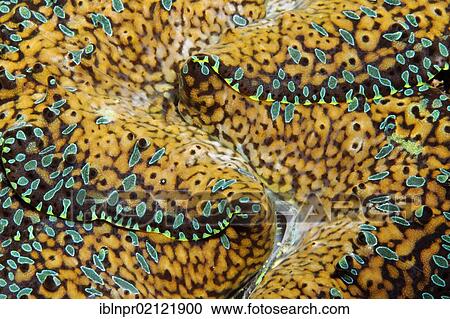 Giant Clam (Tridacna gigas), detail, Great Barrier Reef, UNESCO World Heritage Site, Cairns, Queensland, Australia, Pacific, Oceania View Large Photo Image Stock Image - Giant Clam (Tridacna gigas), detail, Great Barrier Reef, UNESCO World Heritage Site, Cairns, Queensland, Australia, Pacific, Oceania. Fotosearch