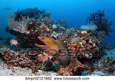 Stock Image - Giant Moray (Gymnothorax javanicus), looking out from coral block in a threatening manner, coral reef, Great Barrier Reef, UNESCO World Heritage Site, Cairns, Queensland, Australia, Pacific, Oceania. Fotosearch