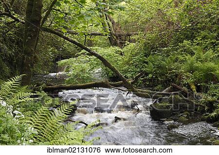 Glenariff river, Glenariffe Forest Park, Glenariff, Glens of Antrim, County Antrim, Northern Ireland, United Kingdom, Europe View Large Photo Image Stock Photograph - Glenariff river, Glenariffe Forest Park, Glenariff, Glens of Antrim, County Antrim, Northern Ireland, United Kingdom, Europe. Fotosearch
