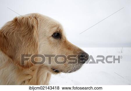 Golden Retriever in the snow, portrait View Large Photo Image Stock Photo - Golden Retriever in the snow, portrait. Fotosearch
