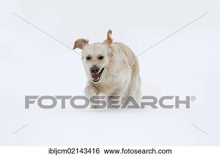 Golden Retriever in the snow View Large Photo Image Stock Photograph - Golden Retriever in the snow. Fotosearch