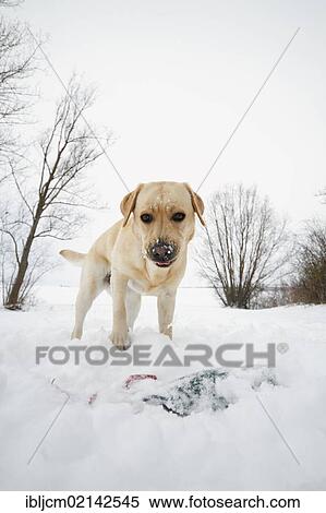 Stock Photography - Golden Retriever in the snow. Fotosearch