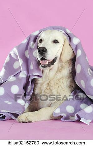 Stock Image - Golden Retriever looking out from under a blanket. Fotosearch