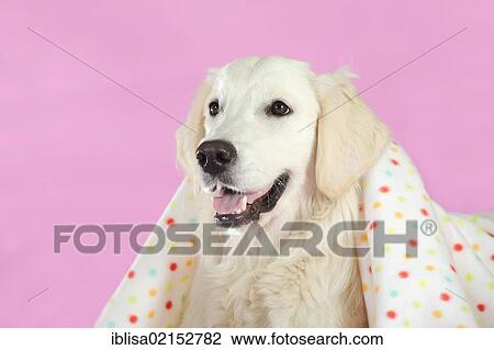 Stock Image - Golden Retriever looking out from under a blanket. Fotosearch