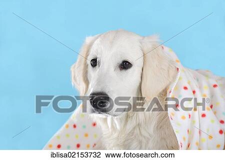 Stock Image - Golden Retriever looking out from under a blanket. Fotosearch