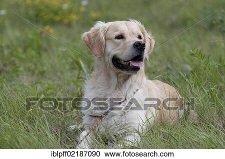 Golden Retriever lying in a meadow View Large Photo Image Stock Image - Golden Retriever lying in a meadow. Fotosearch