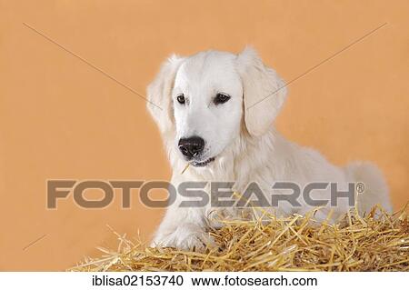 Stock Image - Golden Retriever lying on a bale of straw. Fotosearch