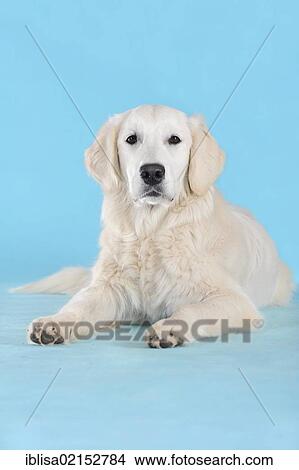 Golden Retriever, lying View Large Photo Image Picture - Golden Retriever, lying. Fotosearch