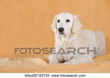 Golden Retriever, lying View Large Photo Image Stock Image - Golden Retriever, lying. Fotosearch