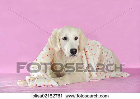 Golden Retriever lying under a blanket View Large Photo Image Stock Image - Golden Retriever lying under a blanket. Fotosearch