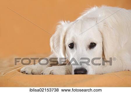 Stock Photo - Golden Retriever lying with its head on the ground. Fotosearch