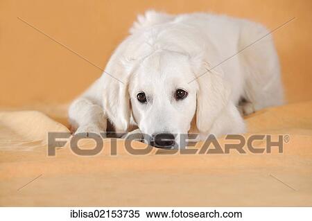 Golden Retriever lying with its head on the ground View Large Photo Image Stock Photography - Golden Retriever lying with its head on the ground. Fotosearch