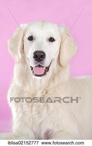 Stock Photo - Golden Retriever, portrait, in front of a pink wall. Fotosearch