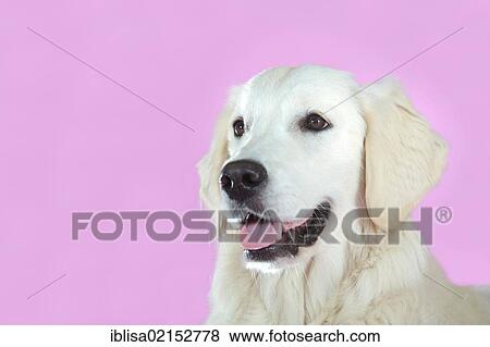 Golden Retriever, portrait, in front of a pink wall View Large Photo Image Stock Photo - Golden Retriever, portrait, in front of a pink wall. Fotosearch