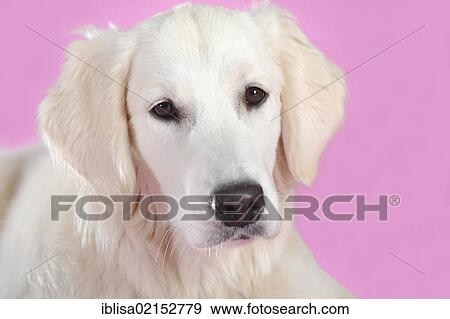 Stock Photo - Golden Retriever, portrait, in front of a pink wall. Fotosearch