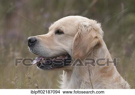 Picture - Golden Retriever, portrait. Fotosearch