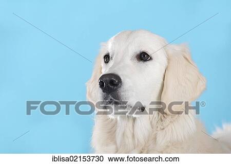 Golden Retriever, portrait View Large Photo Image Stock Image - Golden Retriever, portrait. Fotosearch