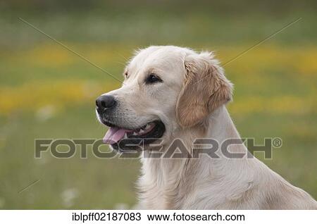 Stock Image - Golden Retriever, portrait. Fotosearch