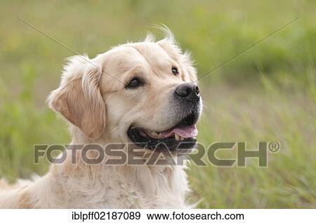 Golden Retriever, portrait View Large Photo Image Stock Photo - Golden Retriever, portrait. Fotosearch