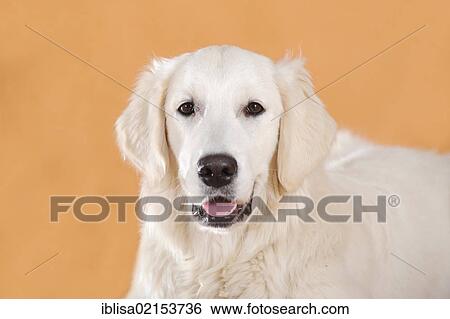 Golden Retriever, portrait View Large Photo Image Stock Photograph - Golden Retriever, portrait. Fotosearch