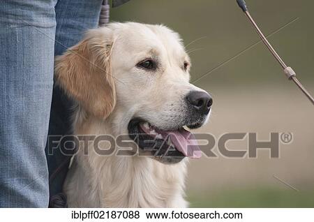 Golden Retriever, sitting next to the owner View Large Photo Image Stock Photo - Golden Retriever, sitting next to the owner. Fotosearch