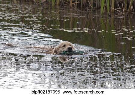Stock Photography - Golden Retriever, swimming in water with a dummy toy in its mouth. Fotosearch