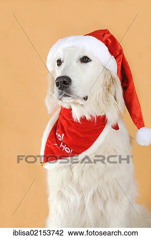 Golden Retriever wearing a Santa hat View Large Photo Image Stock Image - Golden Retriever wearing a Santa hat. Fotosearch