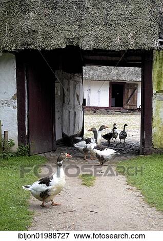 Stock Photo - Goose at an old farm, Odense open air museum "The Funen Village", Odense, Denmark, Europe. Fotosearch